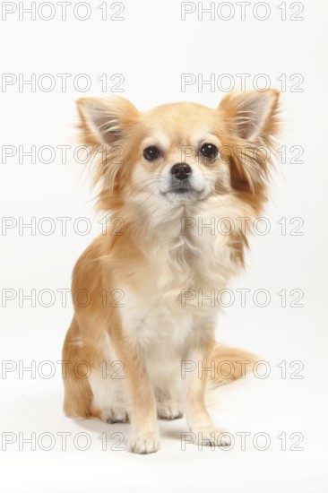 Chihuahua, long-haired