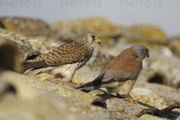 Lesser Kestrel (Falco naumanni), Spain, Europe