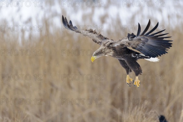 White-tailed eagle (Haliaeetus albicilla), optional