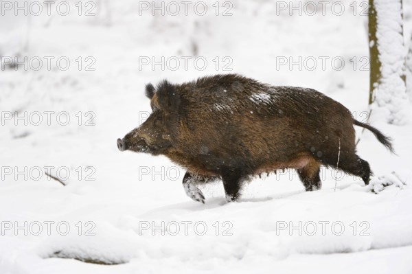 Wild boar (Sus scrofa), Bache, sideways