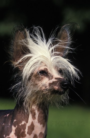 CHINESE CRESTED DOG, PORTRAIT OF AN ADULT