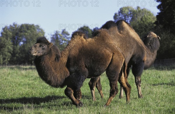 Bactrian Camel (camelus bactrianus)
