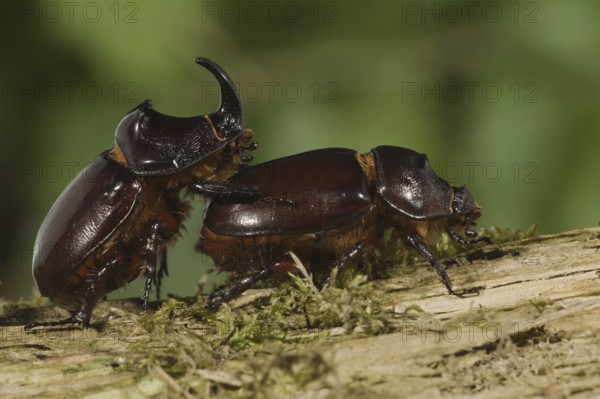 Rhinoceros Beetle, pair, Germany (Oryctes nasicornis), side