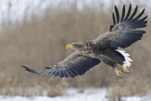 White-tailed eagle (Haliaeetus albicilla), optional