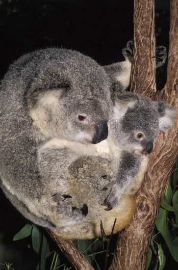 Koala (phascolarctos cinereus), Mother and Joey