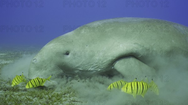 Dugong or Sea Cow (Dugong dugon) accompanied by school of Golden trevally (Gnathanodon speciosus) fish feeding Smooth ribbon seagrass, Red sea, Egypt, Africa