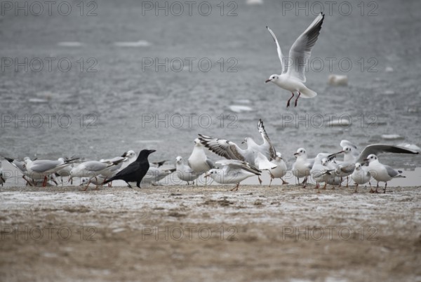 Black-headed Gulls (Chroicocephalus ridibundus), in a romp with carrion crow (Corvus corone) at the lake, Hamburg, Germany, Europe
