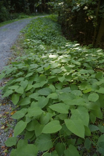 Japanese knotweed (Fallopia japonica), Gaildorf, Limpurger Land, Limpurger Berge, Schwäbisch-Fränkischer Wald Nature Park, Schwäbisch Hall, Heilbronn-Franken, Baden-Württemberg, Germany, Europe