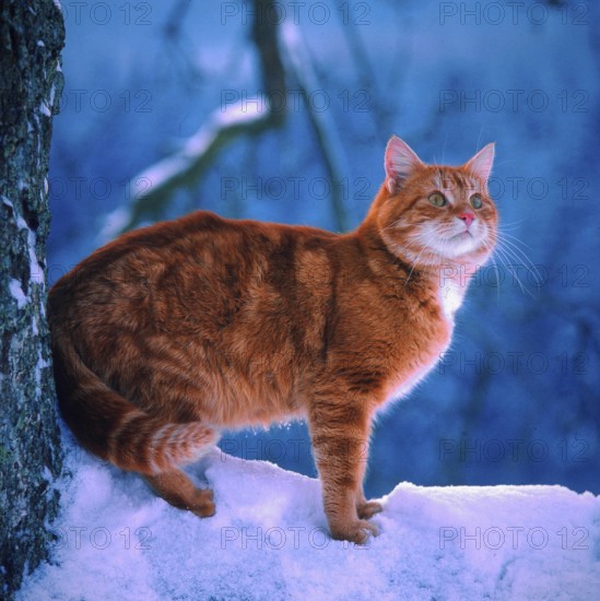 Red cat in the snow