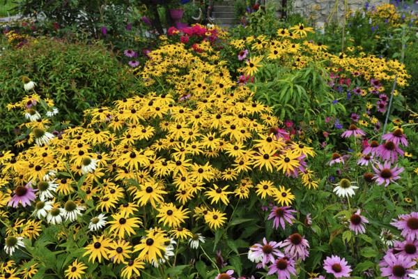 Flowering coneflower (Echinacea), Asteraceae, in a cottage garden, Fügen, Tyrol, Austria, Europe
