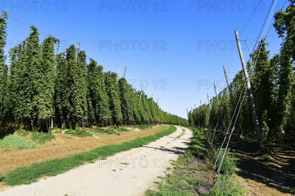 Harvested hops, hop garden, hop field, hop vines, hop bines, poles, field path, path, Nandlstadt, Holledau, Hallertau, Upper Bavaria, Bavaria, Germany, Europe