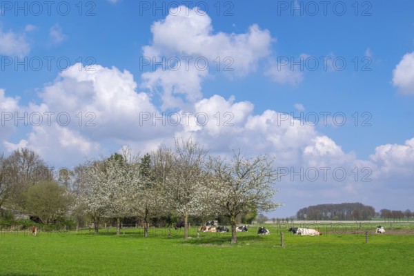 Spring in the Münsterland