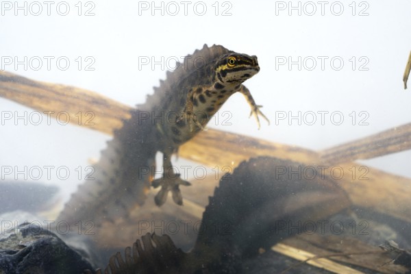 Common newt (Lissotriton vulgaris), male in water spawning swims, underwater photo in spawning water, Ratingen, North Rhine-Westphalia, Germany, Europe