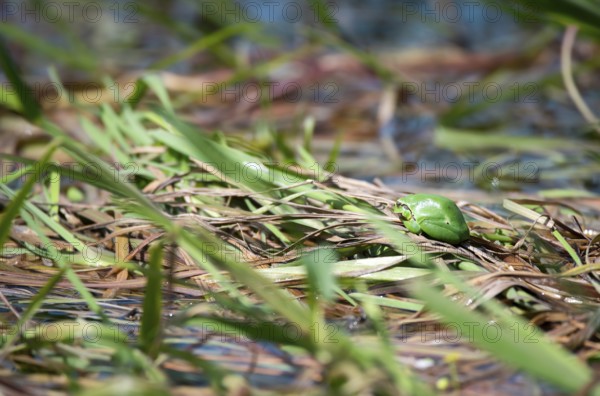 European tree frog (Hyla arborea), sitting on vegetation in the bank area in the sun, Lower Saxony Elbe Valley Biosphere Reserve, Lower Saxony, Germany, Europe