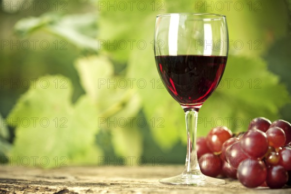 Red wine glass and bunch of grapes on wooden table against vineyard in summer