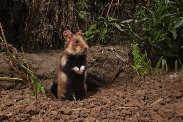 European hamster (Cricetus cricetus) at a construction site, Thuringia