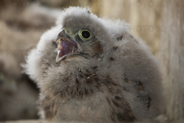 Kestrel young bird with open beak sitting in nesting site looking left