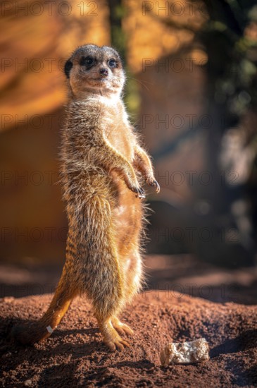 Meerkats (Suricata Suricatta) in its natural environment in sunshine, Eisenberg, Thuringia, Germany, Europe