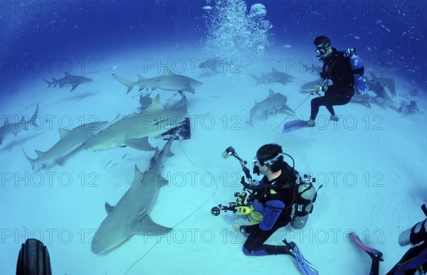 Lemon Sharks and underwater photographers, Negaprion brevirostris, Bahamas, Grand Bahama Island, Atlantic Ocean, Central America