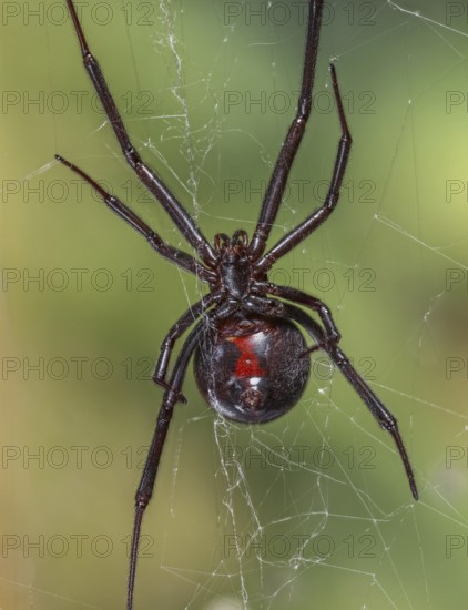 Black Widow Spider (Lactrodectus mactans)