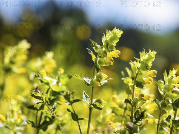 Greater Yellow Rattle (Rhinanthus alectorolophus), near Aigen im Ennstal, Styria, Austria, Europe