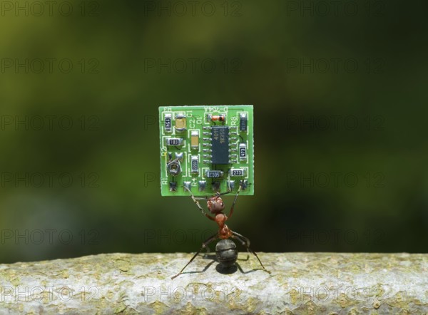 Red Wood Ant (Formica Rufa) carrying a PCB or Microchip