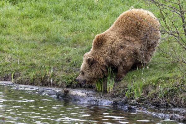 Brown bear (Ursus arctos), Poing Wildlife Park, Upper Bavaria, Bavaria, Germany, Europe