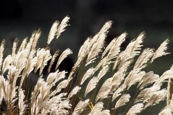 Japanese silver grass (Miscanthus sinensis), maiden grass