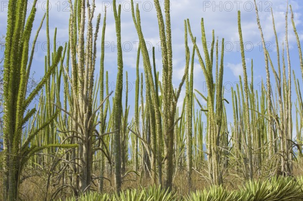 Didieraceae, Berenty Reserve (Didiera madagascariensis), Madagascar, Africa
