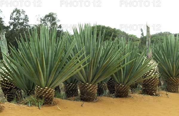 Rope of the sisal (agave sisalana) plant, plantation near Fort Dauphin in Madagascar