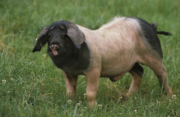 BASQUE PIG, A FRENCH BREED