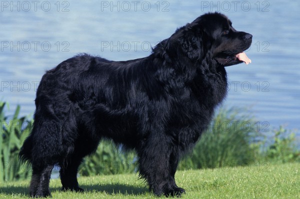 NEWfoundland, adult DOG, STANDING ON GRASS NEAR THE LAKE