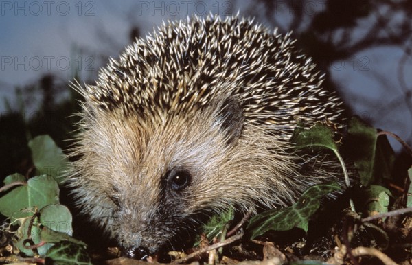 European Hedgehog (erinaceus europaeus)