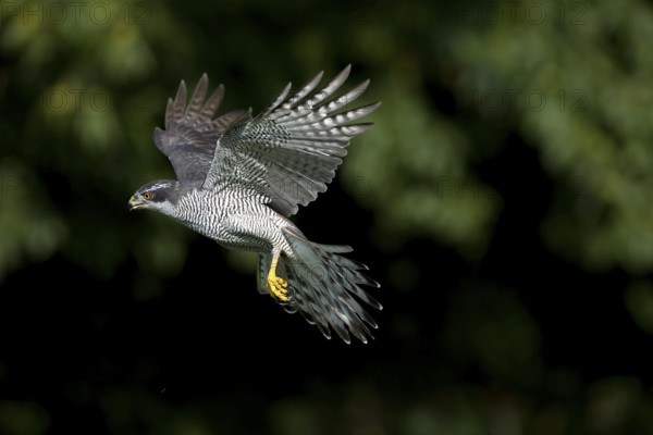 GOSHAWK (accipiter gentilis), ADULT IN FLIGHT, NORMANDY IN FRANCE