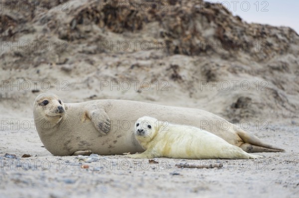 Grey Seal (Halichoerus grypus), Heligoland, Schleswig-Holstein, Germany, Europe