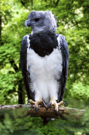 Harpy Eagle (Harpia harpyja)