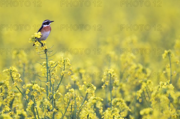 Whinchat (Saxicola rubetra), Germany, Europe