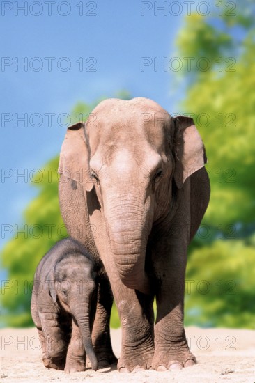 Asian Elephant (Elephas maximus) with young, asian elephant with young animal