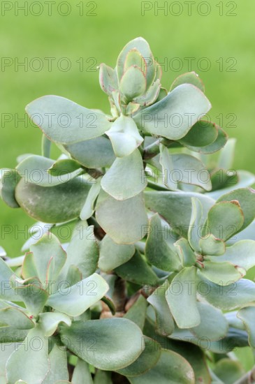 Silver Dollar silver dollar plant (Crassula arborescens), lver Jade Plant