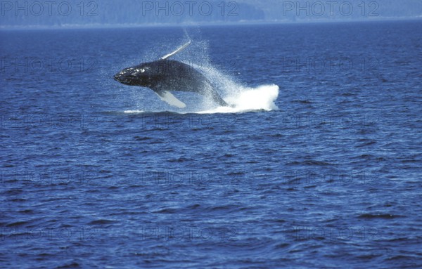 Humpback Whale (megaptera novaeangliae), Adult Breaching, Alaska
