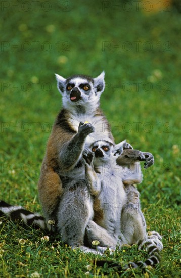 Ring Tailed Lemur (lemur catta), Female with Baby
