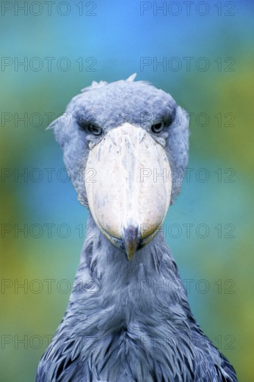 Shoebill (Baleaniceps rex), Whale-headed Stork