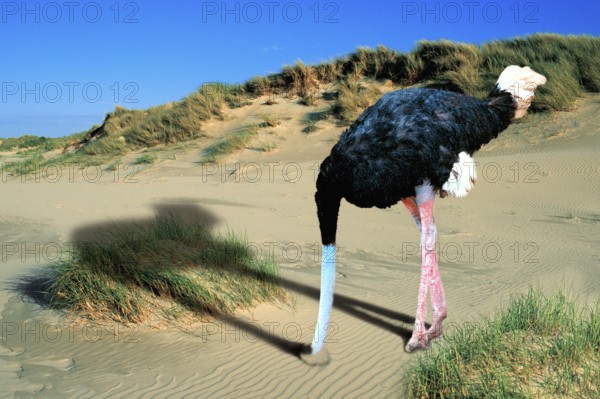 Common ostrich (Struthio camelus) buries head in the sand