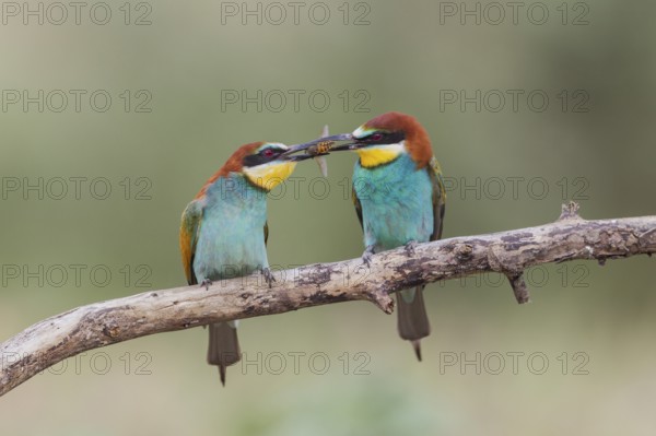 European bee eater (Merops apiaster), Romania, Europe