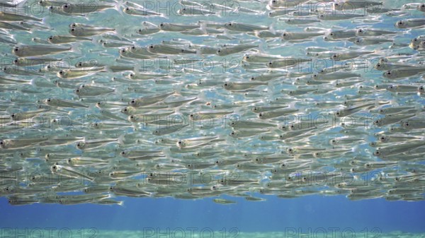 Endless shoal of small brightly fishes Hardyhead Silverside swim under surface of water a bright sunny day in sunburst, Backlighting (Contre-jour) Red sea, Egypt, Africa