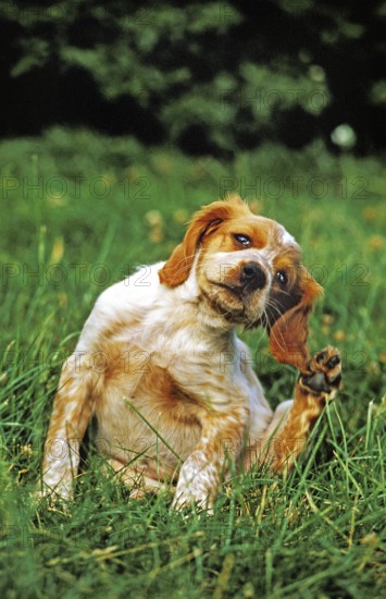 Brittany Spaniel Dog, Puppy Scratching Her Ears