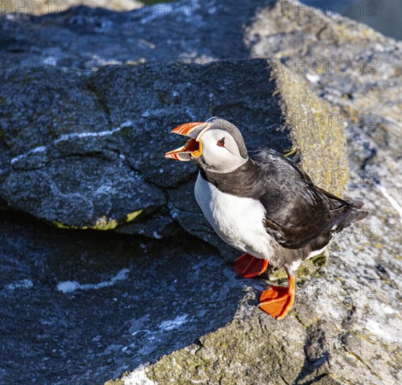 Puffin (Fratercula arctica), with open bill. Runde Island, Norway, Europe