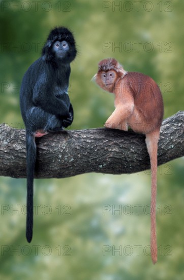 Javanese langur (Trachypithecus auratus auratus), Javanese langur (animals) (outside) (outdoor) (branch) (side) (asia) (sit) (sitting) (adult) (pair) (pair) (two) (mammals) (mammals) (apes) (primates) (monkeys) (primates)