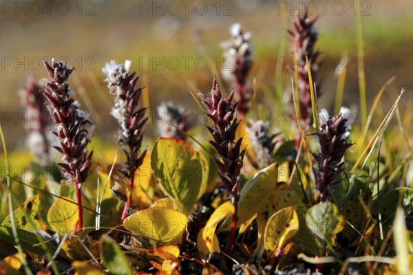 Arctic Willow (Salix arctica), Baffin Island, Nunavut, Canada, Rock Willow, North America