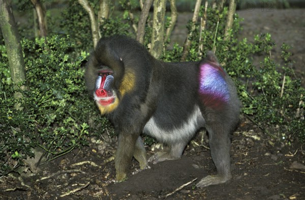 Mandrill (Mandrillus sphinx), male